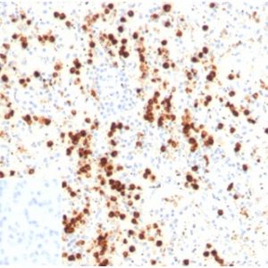 Formalin-fixed, paraffin-embedded human spleen stained with Lysozyme Mouse Monoclonal Antibody (LYZ/3947). Inset: PBS instead of primary antibody; secondary only negative control.