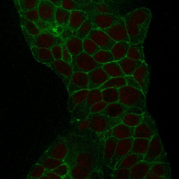 Confocal immunofluorescence of MeOH-fixed MCF-7 cells. TACSTD2 / TROP2 Mouse Monoclonal Antibody (TACSTD2/2152) labeled with CF488 (green); RedDot is used to label the nuclei.