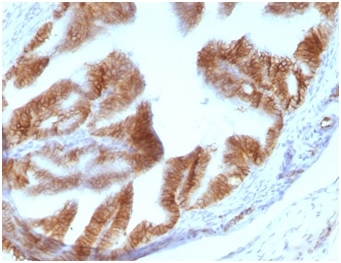 Formalin-fixed, paraffin-embedded rat oviduct stained with EpCAM Mouse Monoclonal Antibody (EGP40/1110).