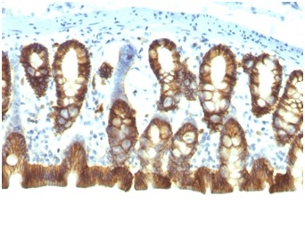 Formalin-fixed, paraffin-embedded rat colon stained with EpCAM Mouse Monoclonal Antibody (EGP40/1110).