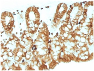 Formalin-fixed, paraffin-embedded mouse colon stained with EpCAM Mouse Monoclonal Antibody (EGP40/1110).