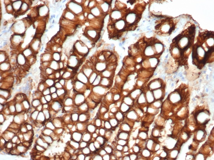 Formalin-fixed, paraffin-embedded feline (cat) small intestine stained with Ep-CAM Mouse Monoclonal Antibody (EGP40/1372). EpCAM Antibody in Immunohistochemistry (IHC (P))