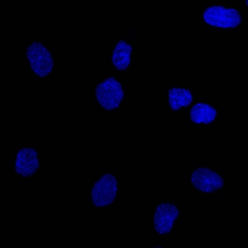 Confocal Immunofluorescent analysis of SK-OV-3 cells using AF488-labeled Isotype Control Mouse MAb (IgG1) (Green). DAPI was used to stain the cell nuclei (blue). (Negative Control) Ep-CAM / CD326 (Extracellular Domain) (Epithelial Marker) Antibody - Image 4