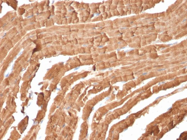 Formalin-fixed, paraffin-embedded Mouse Heart stained with Myoglobin Mouse Monoclonal Antibody (MB/2105).