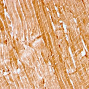 Formalin-fixed, paraffin-embedded human skeletal muscle stained with Myoglobin Recombinant Mouse Monoclonal Antibody (rMB/2105).