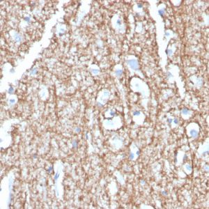 Formalin-fixed, paraffin-embedded human brain stained with Myelin Basic Protein Rat Monoclonal Antibody (MBP/4273).