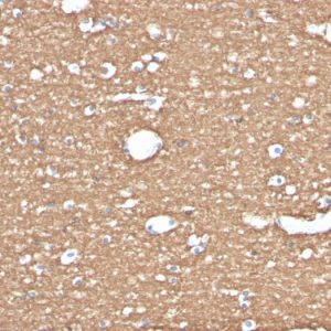 Formalin-fixed, paraffin-embedded human brain stained with Myelin Basic Protein Rat Monoclonal Antibody (MBP/4275).