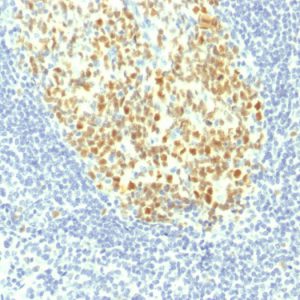 Formalin-fixed, paraffin-embedded human Tonsil stained with MCM7 Mouse Monoclonal Antibody (MCM7/1467).