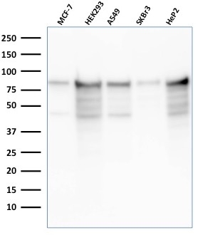 Western Blot Analysis of MCF-7, HEK-293, A549, SKBr3, HeP2 cell lysates using MCM7 Recombinant Mouse Monoclonal Antibody (rMCM7/1468).