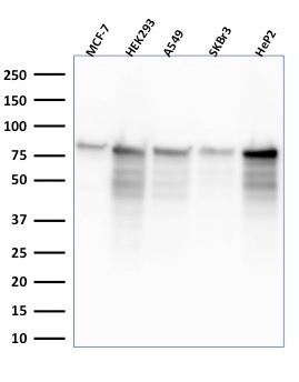 Western Blot Analysis of MCF-7, HEK-293, A549, SKBr3, HeP2 lysate using MCM7 Mouse Monoclonal Antibody (MCM7&apos;2832R).
