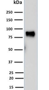 Western Blot Analysis of human HepG2 cell lysate using MDM2 Mouse Monoclonal Antibody (SMP14).