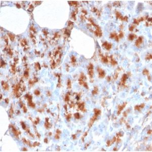 Formalin-fixed, paraffin-embedded human pancreas stained with MDM2 Mouse Monoclonal Antibody (MDM2/2414).