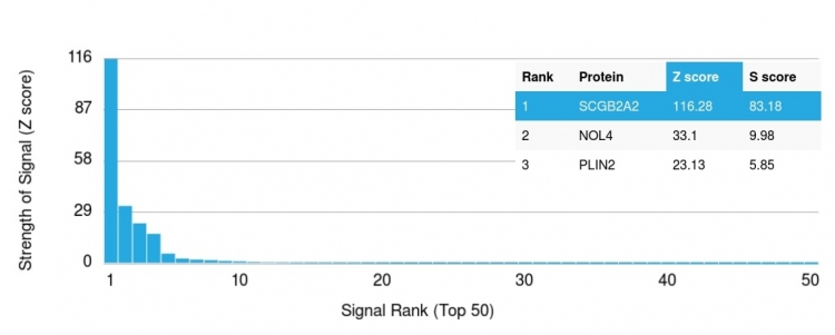 Analysis of Protein Array containing >19,000 full-length human proteins using Mammaglobin (SCGB2A2) Mouse Monoclonal Antibody (SPM518) Z- and S- Score: The Z-score represents the strength of a signal that a monoclonal antibody (MAb) (in combination with a fluorescently-tagged anti-IgG secondary antibody) produces when binding to a particular protein on the HuProtTM array. Z-scores are described in units of standard deviations (SD's) above the mean value of all signals generated on that array. If targets on HuProtTM are arranged in descending order of the Z-score, the S-score is the difference (also in units of SD's) between the Z-score. S-score therefore represents the relative target specificity of a MAb to its intended target. A MAb is considered to specific to its intended target, if the MAb has an S-score of at least 2.5. For example, if a MAb binds to protein X with a Z-score of 43 and to protein Y with a Z-score of 14, then the S-score for the binding of that MAb to protein X is equal to 29. Mammaglobin (SCGB2A2) (Breast Cancer Marker) Antibody - Image 4