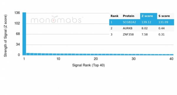 Analysis of Protein Array containing more than 19,000 full-length human proteins using Mammaglobin Mouse Monoclonal Antibody (MGB/4056). Z- and S- Score: The Z-score represents the strength of a signal that a monoclonal antibody (MAb) (in combination with a fluorescently-tagged anti-IgG secondary antibody) produces when binding to a particular protein on the HuProtTM array. Z-scores are described in units of standard deviations (SD's) above the mean value of all signals generated on that array. If targets on HuProtTM are arranged in descending order of the Z-score, the S-score is the difference (also in units of SD's) between the Z-score. S-score therefore represents the relative target specificity of a MAb to its intended target.  A MAb is considered to specific to its intended target, if the MAb has an S-score of at least 2.5. For example, if a MAb binds to protein X with a Z-score of 43 and to protein Y with a Z-score of 14, then the S-score for the binding of that MAb to protein X is equal to 29.