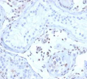 Formalin-fixed, paraffin-embedded human testis stained with MGMT Mouse Monoclonal Antibody (MGMT/4791).