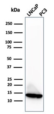 SDS-PAGE Analysis of Purified MIF Mouse Monoclonal Antibody (MIF/3488). Confirmation of Purity and Integrity of Antibody.
