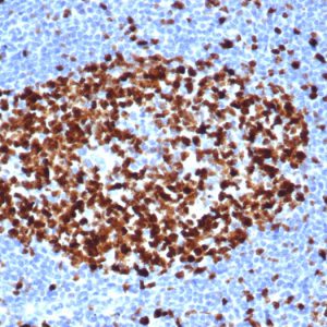 Formalin-fixed, paraffin-embedded human tonsil stained with Ki67 Recombinant Rabbit Monoclonal Antibody (MKI67/6517R).