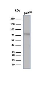 Western blot analysis of Jurkat cell lysate using MLH1 Recombinant Mouse Monoclonal Antibody (rMLH1/6285).