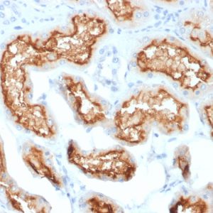 Formalin-fixed, paraffin-embedded human Kidney stained with CD10 Mouse Monoclonal Antibody (MME/1870).
