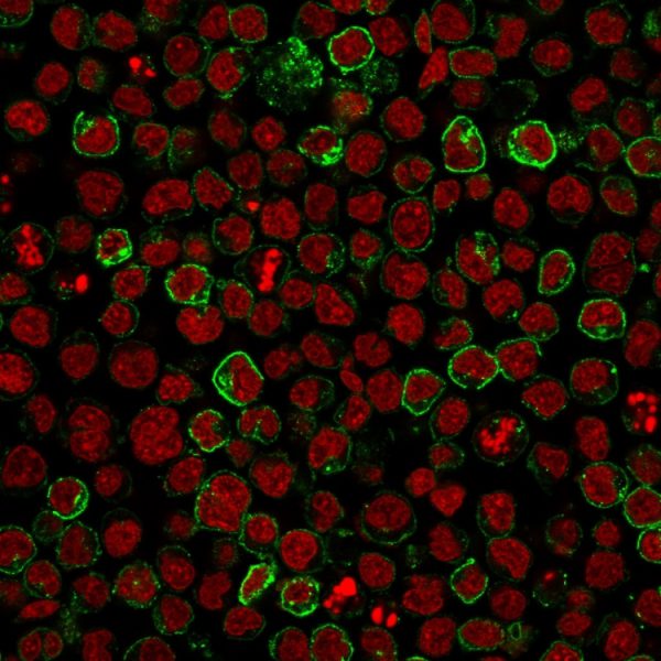 Immunofluorescence staining of Ramos cells using CD10 Mouse Monoclonal Antibody (MME/1620) followed by goat anti-Mouse IgG conjugated to CF488 (green). Nuclei are stained with Reddot