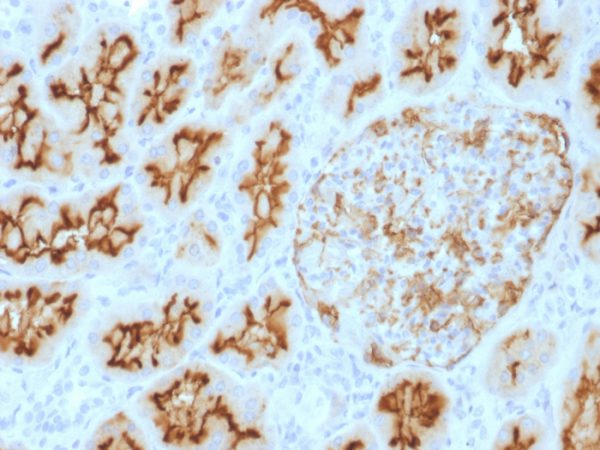 Formalin-fixed, paraffin-embedded human kidney stained with CD10 Mouse Monoclonal Antibody (MME/1893).