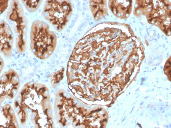 Formalin-fixed, paraffin-embedded human kidney stained with CD10 Mouse Monoclonal Antibody (MME/3739).
