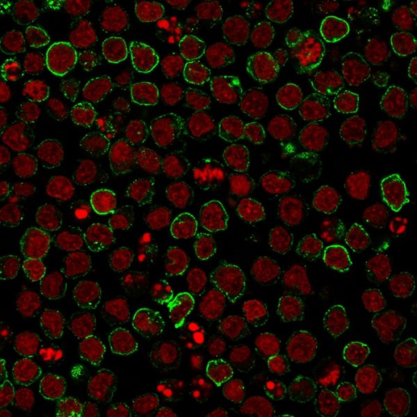 Immunofluorescence staining of Ramos cells using CD10 Mouse Monoclonal Antibody (CB-CALLA) followed by goat anti-Mouse IgG conjugated to CF488 (green). Nuclei were stained with Reddot.