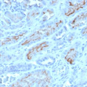 Formalin-fixed, paraffin-embedded human kidney stained with CD10 Mouse Monoclonal Antibody (MME/4232).
