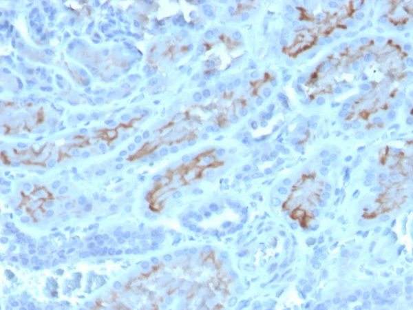 Formalin-fixed, paraffin-embedded human kidney stained with CD10 Mouse Monoclonal Antibody (MME/4232). HIER: Tris/EDTA, pH9.0, 45min. 2°C: HRP-polymer, 30min. DAB, 5min.