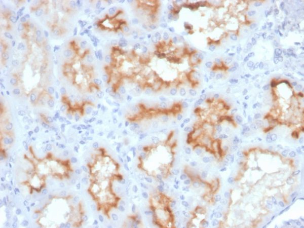 Formalin-fixed, paraffin-embedded human kidney stained with CD10 Mouse Monoclonal Antibody (MME/4233).