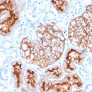 Formalin-fixed, paraffin-embedded human kidney stained with CD10 Mouse Monoclonal Antibody (MME/4235).