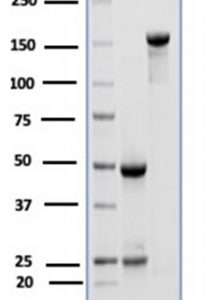SDS-PAGE Analysis of Purified CD10 Mouse Monoclonal Antibody (MME/6714). Confirmation of Integrity and Purity of Antibody.