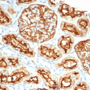 Formalin-fixed, paraffin-embedded human kidney stained with CD10 Recombinant Rabbit Monoclonal Antibody (MME/6696R). HIER: Tris/EDTA, pH9.0, 45min. 2 °: HRP-polymer, 30min. DAB, 5min.