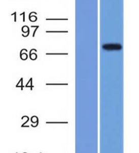 Western Blot of (1) Recombinant MMP2 protein and (2) U87 cell lysate using MMP2 Monoclonal Antibody (MMP2/1501).