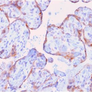 Formalin-fixed, paraffin-embedded human spleen stained with MMP3 Mouse Recombinant Monoclonal Antibody (rMMP3/1730).
