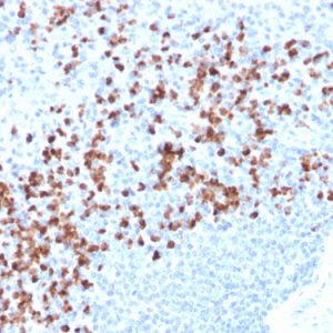 Formalin-fixed, paraffin-embedded human spleen stained with MMP9 Mouse Recombinant Monoclonal Antibody (rMMP9/1769).