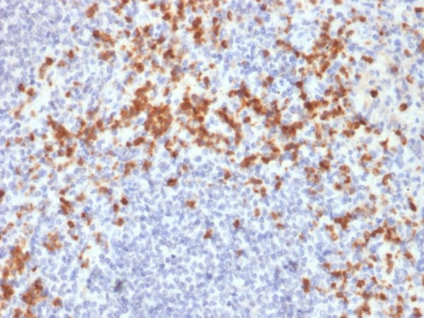 Formalin-fixed, paraffin-embedded human spleen stained with MMP9 Mouse Recombinant Monoclonal Antibody (SPM425).