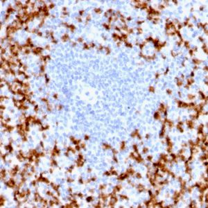 Formalin-fixed, paraffin-embedded human spleen stained with MMP9 Rabbit Recombinant Monoclonal Antibody (MMP9/2025R).
