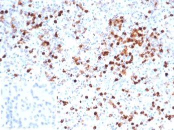 Formalin-fixed, paraffin-embedded human spleen stained with Myeloperoxidase Mouse Monoclonal Antibody (MPO/7116). Inset: PBS instead of primary antibody; secondary only negative control.