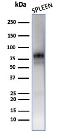 Western blot analysis of human spleen tissue lysate using MPO Mouse Monoclonal Antibody (MPO/7118).