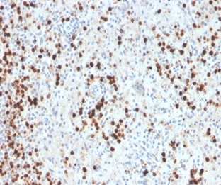 Formalin-fixed, paraffin-embedded human spleen stained with Myeloperoxidase Recombinant Rabbit Monoclonal Antibody (MPO/33R).