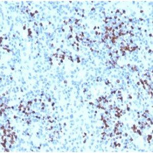 Formalin-fixed, paraffin-embedded human spleen stained with Myeloperoxidase Rabbit Polyclonal Antibody.
