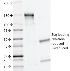 SDS-PAGE Analysis of Purified MRP1/ABCC1 Monoclonal Antibody (MRP1/1343). Confirmation of Integrity and Purity of Antibody.