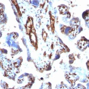 Formalin-fixed, paraffin-embedded human Placenta stained with Moesin Mouse Monoclonal Antibody (MSN/491).