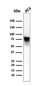 Western Blot Analysis of PC3 cell lysate. Moesin Mouse Monoclonal Antibody (SPM562).