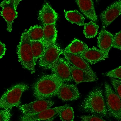 Immunofluorescence Analysis of PFA fixed HeLa cells labeling Moesinwith Moesin Mouse Monoclonal Antibody (SPM562) followed by Goat anti-mouse IgG-CF488 (Green). The nuclear counterstain is Reddot (Red).
