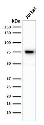 Western Blot Analysis of human Jurkat cell lysate. Moesin Mouse Monoclonal Antibody (MSN/493).