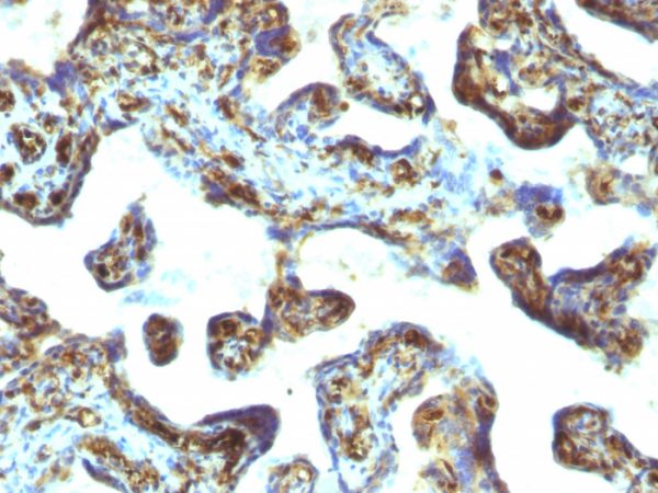 Formalin-fixed, paraffin-embedded human Placenta stained with Moesin Mouse Monoclonal Antibody (MSN/493).