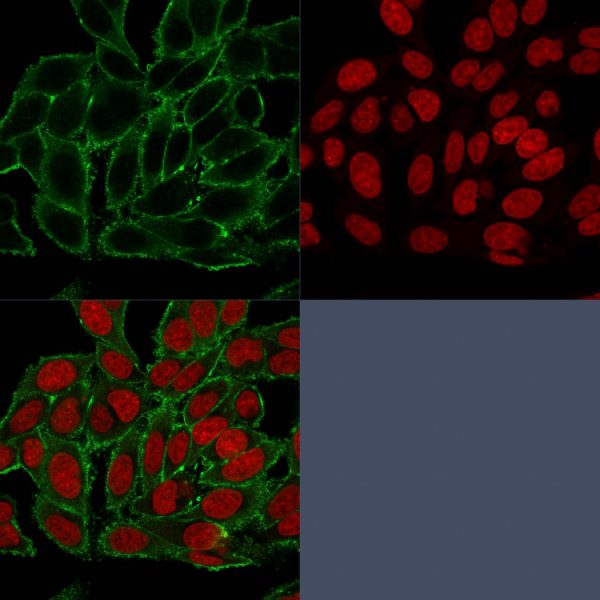 Immunofluorescent staining of paraformaldehyde-fixed HeLa cells. Moesin Mouse Monoclonal Antibody (MSN/493) followed by goat anti-Mouse IgG-CF488 (Green). The nuclear counterstain is Reddot (Red)