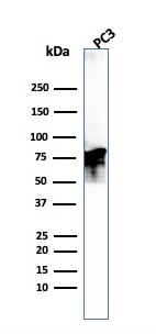 Western Blot Analysis of PC3 cell lysate. Moesin Mouse Monoclonal Antibody (MSN/493).